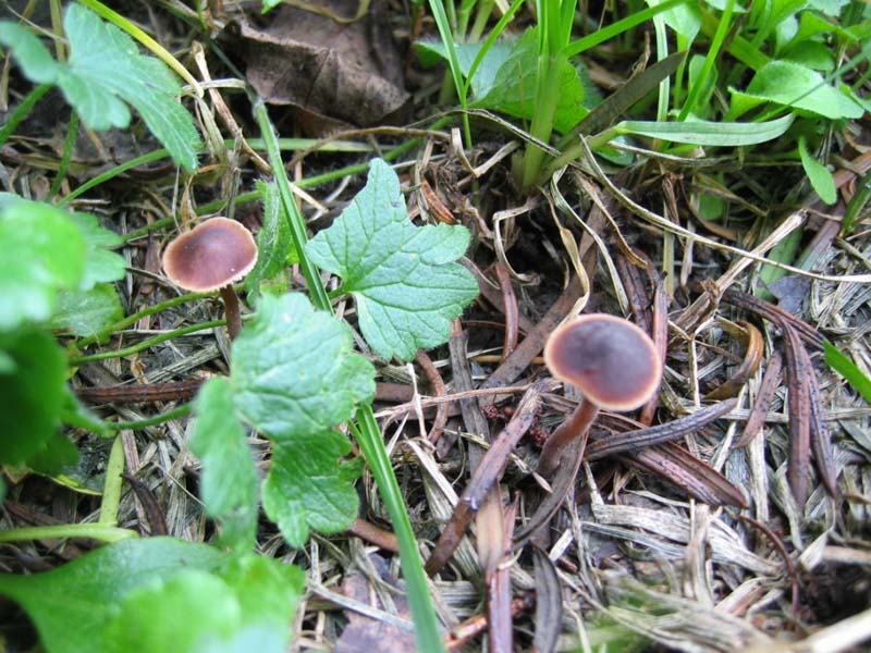 Macrocystidia cucumis